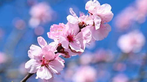 DWD-Vorhersage: Frühlingshaftes Wetter in Hessen