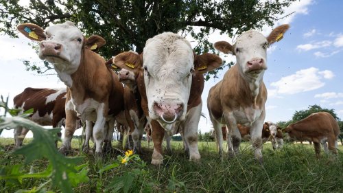 Verbraucher: Tiervermarkter soll über Monate betrogen haben