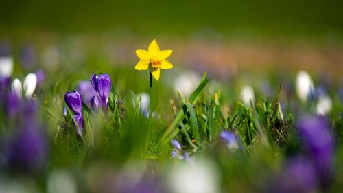 Frühlingsanfang: Erst Sonne, dann Regen bei milden Temperaturen