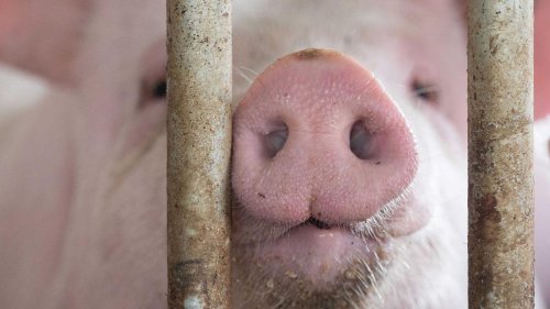 Lebensmittel: Länder bitten um Aufschub bei staatlichem Tierhaltungslogo
