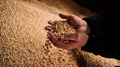Streit um Getreide: Der Getreidestreit ist erst der Anfang