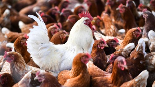 Tiere: Vogelgrippe: Minister rechnet mit weiteren Fällen