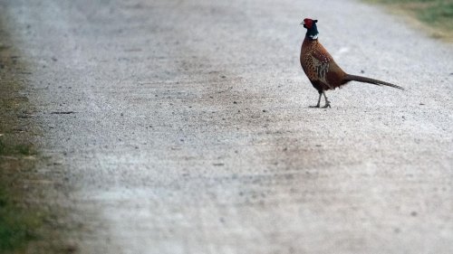 Vogel auf Fahrbahn: Fahrerin weicht Fasan aus und prallt gegen Baum