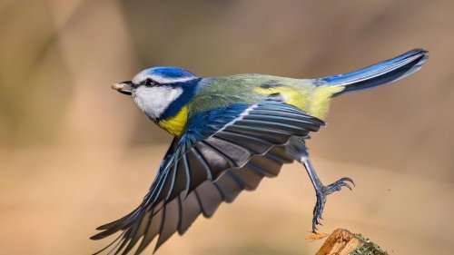 Tiere: Nabu: Weniger Vögel in Gärten gesichtet und gezählt
