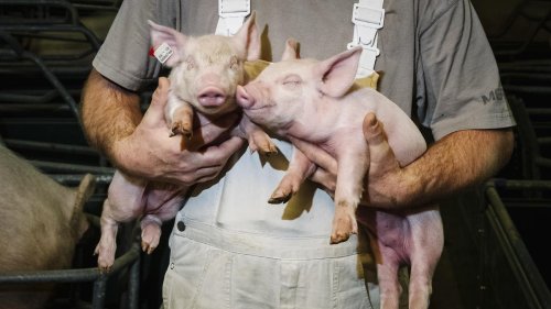 Niedersachsenwahl: Kein Schwein bleibt auf dem anderen