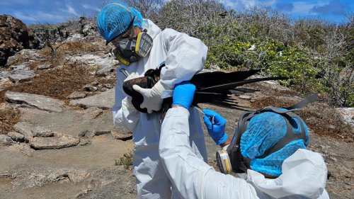 Galapagos-Inseln: Nationalpark schließt Bereiche aufgrund von Vogelgrippe