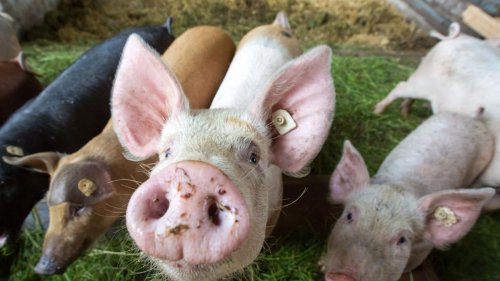 Tiere: Thüringer Schweinehalter kritisieren Förderpläne des Bundes