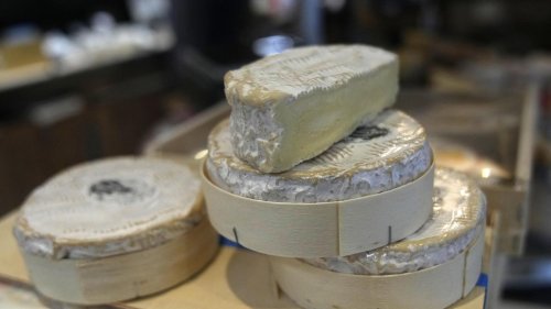 Käse: Forschende warnen vor Ende des Camembert-Pilzes