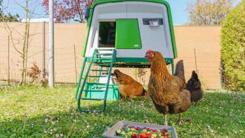 Tierhaltung auf Zeit: Hühner zu Gast im eigenen Garten