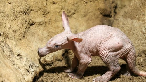 Tiere: Hasenohren, Rüssel und nackte Haut: Erdferkel in Zoo geboren