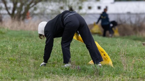 Aktionstag: Hunderte Freiwillige sammeln Müll auf Dresdner Elbwiesen