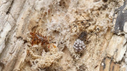 Neu entdeckte Art: Knochensammler-Raupe trägt Überreste ihrer Beute als Tarnung