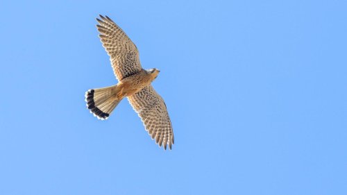 Naturschutz: Turmfalken-Webcam des Nabu auf Sendung