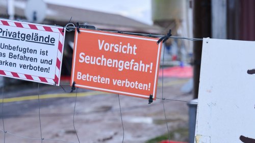 Tiergesundheit: Grüne verlangen mehr Schutz vor Maul- und Klauenseuche