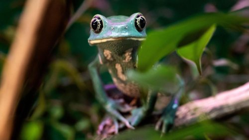 Amphibien in Gefahr: Kein Wirbeltier stirbt schneller aus als der Lurch