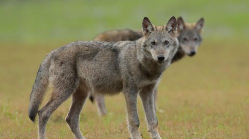 Schutzstatus: Koalition will den Wolf ins Jagdrecht aufnehmen