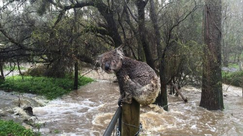 Unwetter: Überschwemmungen in Australien fatal für die Tierwelt