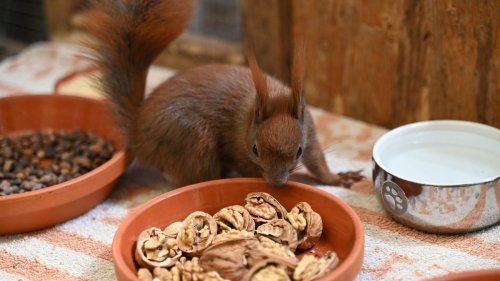 Wildtiere: Wenn Eichhörnchen vom Ast fallen: Klimawandel schwächt Tiere