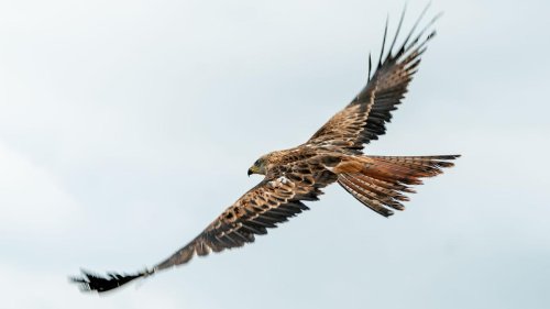 Zugvögel: Rotmilan überwintert immer häufiger in Sachsen