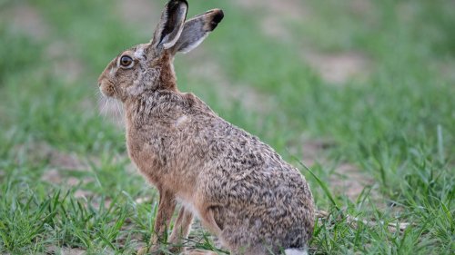 Vorsicht beim Umgang mit Wild: Auch Menschen können an Hasenpest erkranken