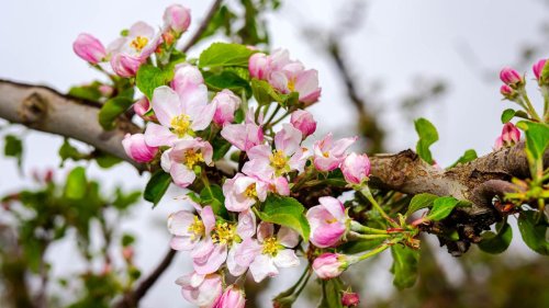 Agrar: Obstblüte im Alten Land etwas früher als im Durchschnitt