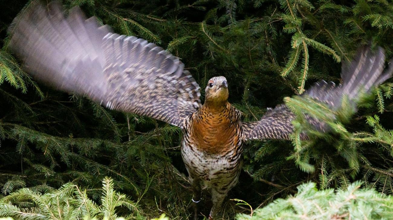 Tiere: Norwegische Auerhühner sollen in Vogesen heimisch werden