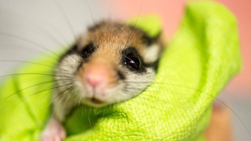 Tiere in Not: Private Wildtierstationen: Sind in höchster Not
