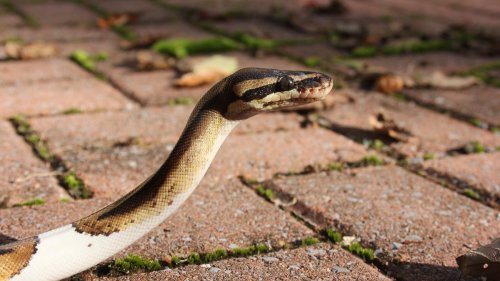 Reptilienhaltung: Als aus Schlangen Stromfresser wurden