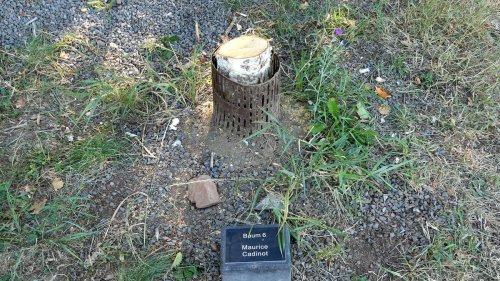 Neupflanzung: Abgesägter Baum in KZ-Gedenkhain Mittelbau-Dora wird ersetzt