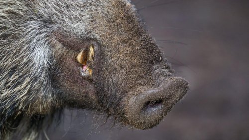 Tiere: Afrikanische Schweinepest: Zehntausende Hektar abgesucht