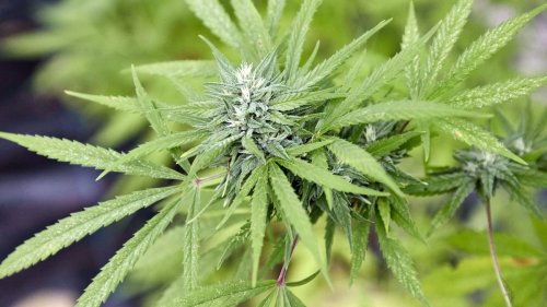 Drogen: Vier Genehmigungen für Cannabis-Anbau in Hessen