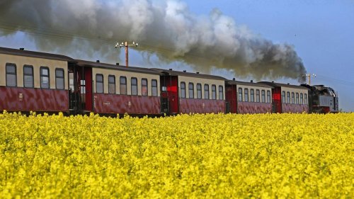 Agrar: Rapsblüte in MV hat begonnen - Ölfrucht auf 190.000 Hektar