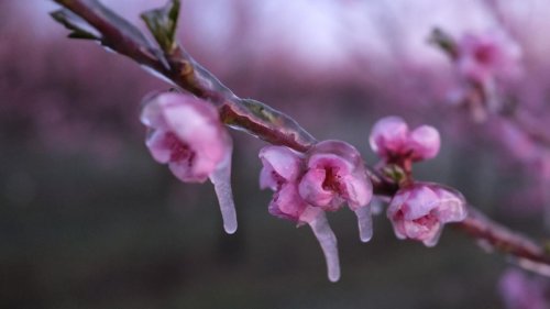 Obstbäume: Land zahlt EU-Frosthilfen an Obstbetriebe aus