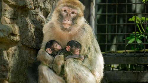 Affen-Nachwuchs: Kleine Sensation im Opel-Zoo: Affen-Zwillinge geboren