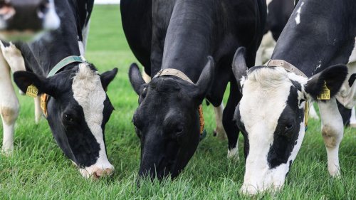Greenpeace: Grasfütterung für Kühe macht Milchproduktion nachhaltiger