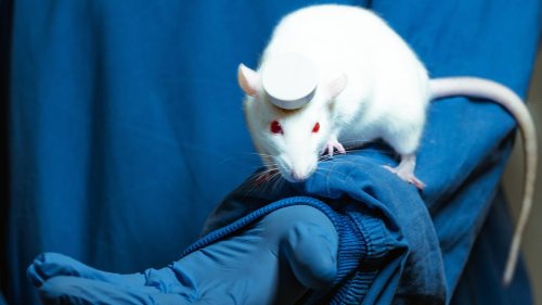 Tierversuche: Sind Tierversuche vertretbar?