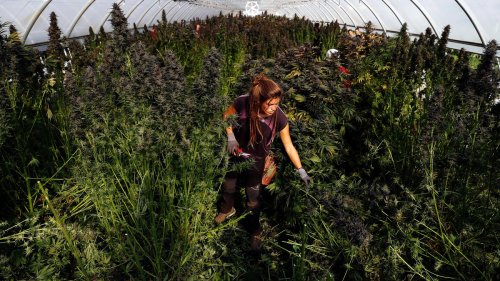 Cannabis: Legalisierung light