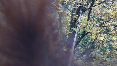 Tiere: Neue Eichhörnchenbrücken in Trier werden gut angenommen