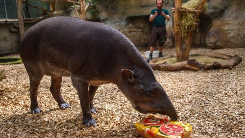 Zoo Magdeburg: Tapir-Weibchen Meta mit 36 Jahren eingeschläfert