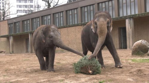 Fütterung: Tannenbäume für die Elefanten im Berliner Zoo