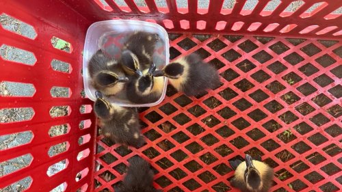 Tierisches: Polizisten fangen Küken ein - Entenmutter folgt Auto