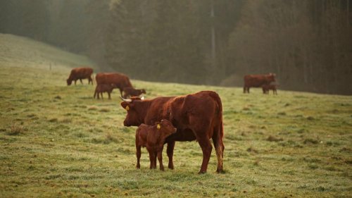 Harz: Rotes Höhenvieh weidet wieder auf dem Brocken