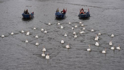 Frühlingsboten: Hamburger Schwäne sind zurück auf der Alster