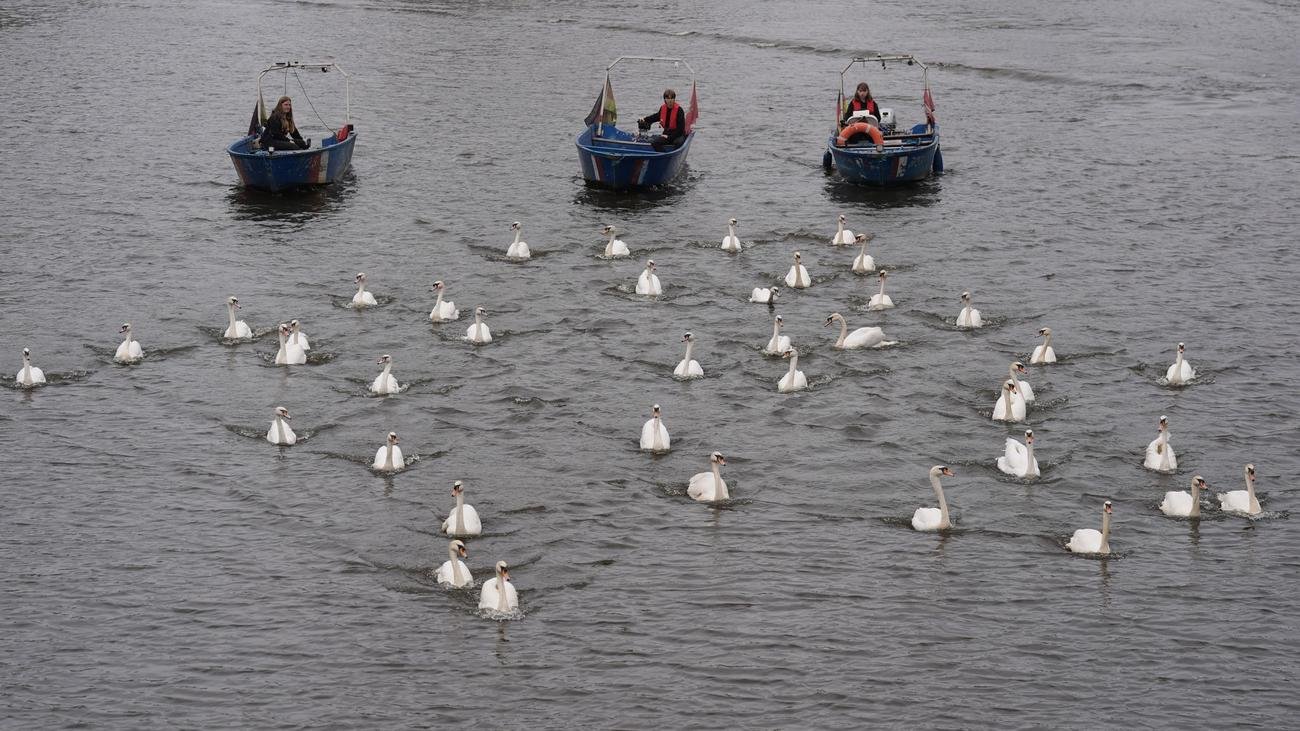Frühlingsboten: Hamburger Schwäne sind zurück auf der Alster