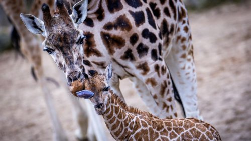 Tierbaby: Giraffen-Nachwuchs im Opel-Zoo: Kalb Kianga geboren