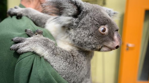 Dresdner Zoo: Baby-Koala in Dresden blinzelt aus dem Beutel