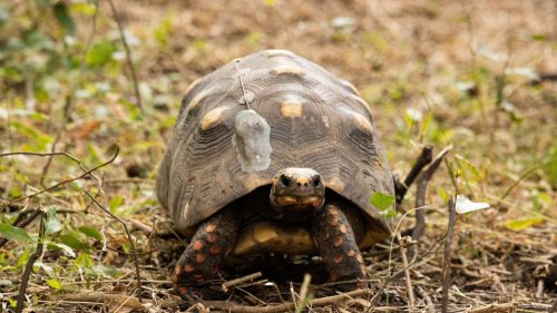 Artenschutz: Große Landschildkröten in Argentinien ausgewildert