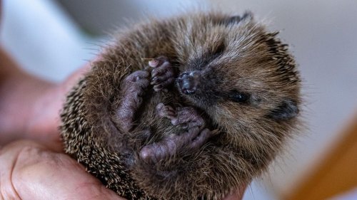 Tiere: Neun Igel in Papiertonne gefunden