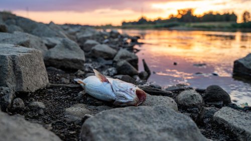 Fischsterben in der Oder: "Wir hätten unsere Fische retten können"