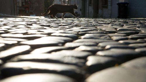 Tierschutz: Knapp 215.000 Euro für Kastration von Straßenkatzen